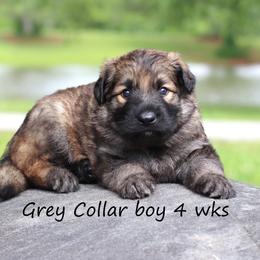 1st Pick male - Black male German Shepherd puppy in Elkmont, Alabama from Oakmont Shepherds