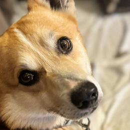 American Corgis and Pembroke Welsh Corgis from Flying Note Shorties