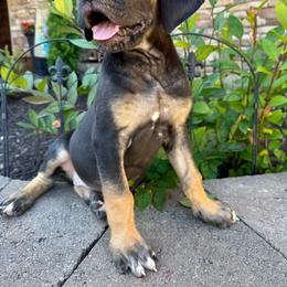 Rosemary - Black female Great Dane puppy in Corsica, Pennsylvania from Ferguson Family Danes LLC
