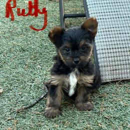 Ruthie-click on pic - Black and tan female Yorkshire Terrier puppy in Kingston, Oklahoma from Lake Life