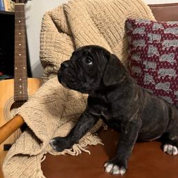 Shadow - Black brindle female Cane Corso puppy in Utah from 3Lake Kennelz
