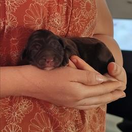 Chocolate Male - Brown and white male Aussiedoodle puppy in Apache Junction, Arizona from Loving Doodle