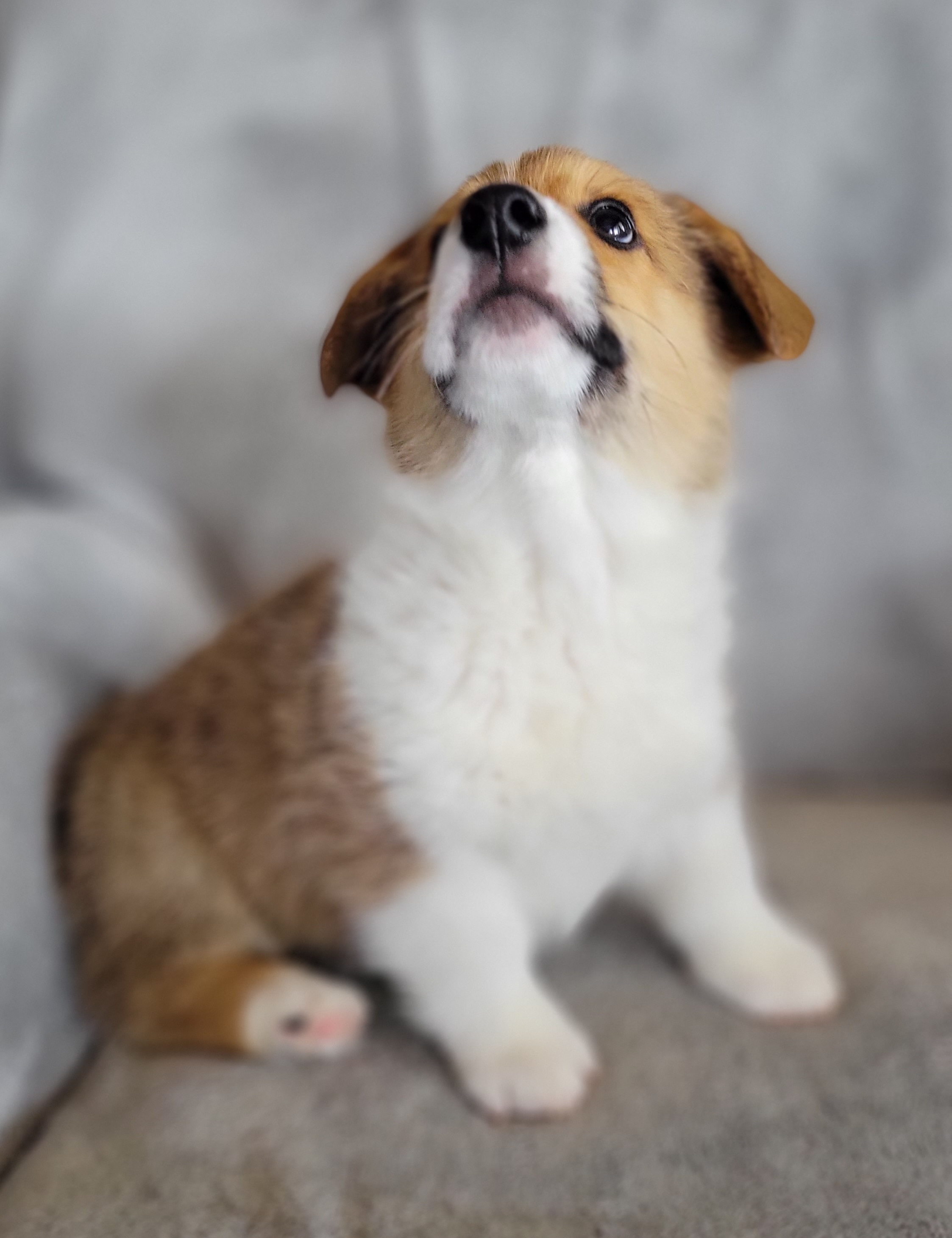 Pembroke Welsh Corgi Puppies from California Corgi Butts