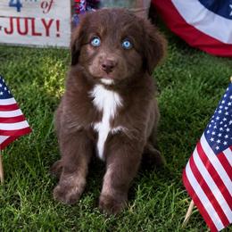 Bell - Red & white female Australian Shepherd puppy in Harrah, Oklahoma from Kamm's Aussies