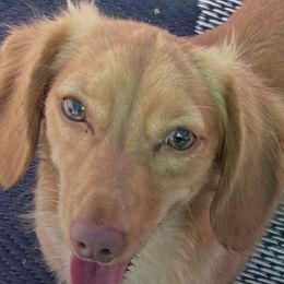 Cream boy - Dachshund