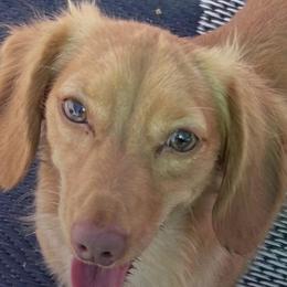 Cream boy - Dachshund