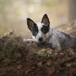 Australian Cattle Dog and Collie Puppies from Blackberry Hills