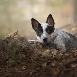 Australian Cattle Dog and Collie Puppies from Blackberry Hills