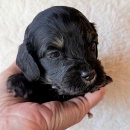Cider--Green boy - Phantom male Goldendoodle puppy in Twin Falls, Idaho from Magic Valley Family Doodles