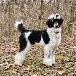 Lola - Poodle