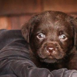 Labrador Retrievers from Lake Julia Labradors