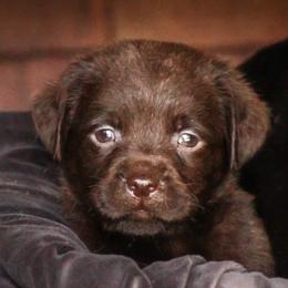 Labrador Retrievers from Lake Julia Labradors