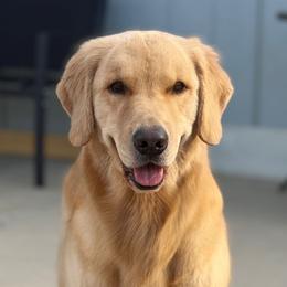 Reddi - Golden Retriever