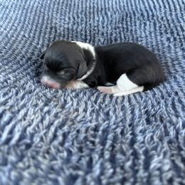 Licorice - Piebald male Dachshund puppy in Hawley, Texas from Little e Dachshunds