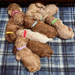 Poodle Puppies from Moss’ Poodles