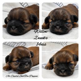 Willow - Red female Shih Tzu puppy in Maize, Kansas from Air Capital Shih Tzu Puppies