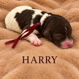 Harry - Sable male Poodle puppy in Washington, Pennsylvania from Patriotic Poodles