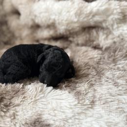 Toad - Phantom male Poodle puppy in Uniondale, New York from Poodles Are Mixy