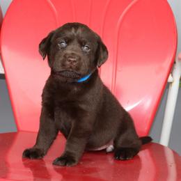 Cove - Chocolate female Labrador Retriever puppy in Camden, Indiana from Camden's Caring Canines