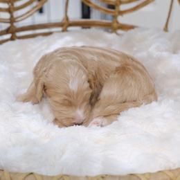 Boy 2 - Red male Aussiedoodle puppy in Pomona, California from Socal Aussiedoodles