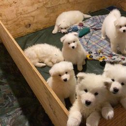 Samoyed Puppies from Easter’s Dogwood Acres