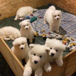 Samoyed Puppies from Easter’s Dogwood Acres