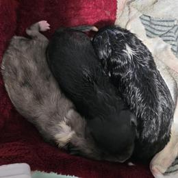 Shetland Sheepdog puppies from Crossroad shelties