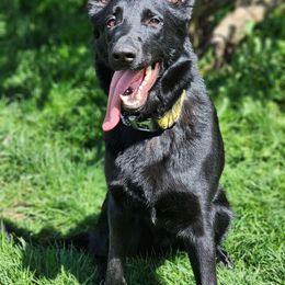 Jax - German Shepherd