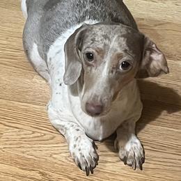Violet - Dachshund