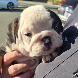 Rocker - Black tri-color male Bulldog puppy in Perris, California from Ohana_626_kennels