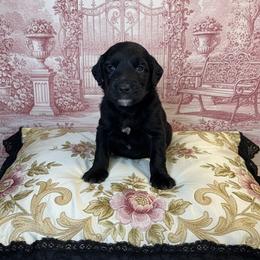 Lady Penelope - Black female Goldendoodle puppy in Moncks Corner, South Carolina from Sweetgrass Goldendoodles of Moncks Corner
