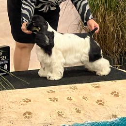 Gold-Coast Heal The World , Hope - Cocker Spaniel