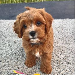 Boy 2 - male Cavapoo puppy in Port Angeles, Washington from God Speed Paws