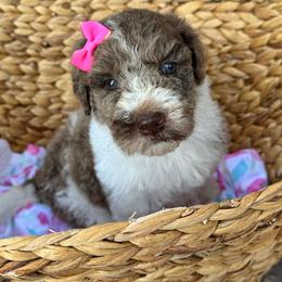 Honor - Merle female Goldendoodle puppy in Mc Kinney, Texas from Flair Doodles