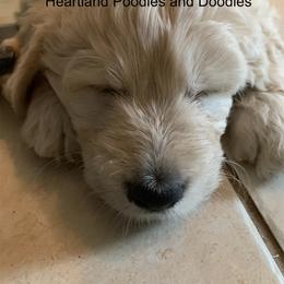 Goldendoodle Puppies from Heartland Poodles and Doodles