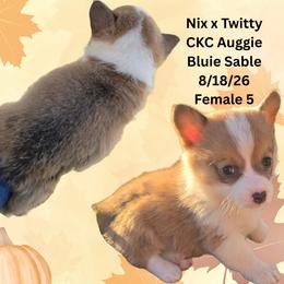 Female 5 - Sable female American Corgi puppy in Campbellsburg, Indiana from Kates Corgis