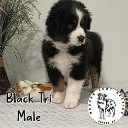 Harlan - Black tri male Miniature Australian Shepherd puppy in Jaroso, Colorado from Heaven Sent Aussies