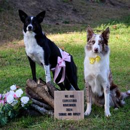 Border Collie puppies from Wandering Meadows Farm