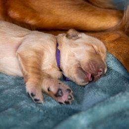 Golden Retriever Puppies from Earley Goldens