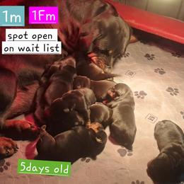 Boy 2 - Black and mahogany male Rottweiler puppy in De Witt, Iowa from Irish Eyes Kennels