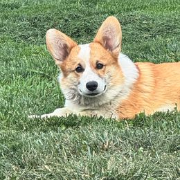 Chief - Pembroke Welsh Corgi