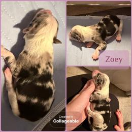 Zoey - Blue merle female Border Collie puppy in Decatur, Alabama from Phantom Border Collies