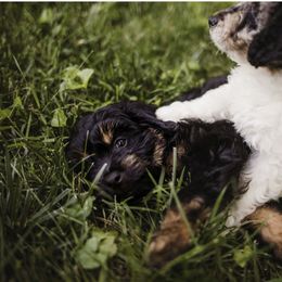 Aussiedoodle Puppies from Olive Tree Mini Aussiedoodles