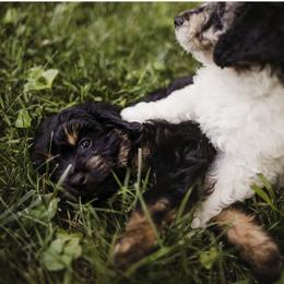 Aussiedoodle Puppies from Olive Tree Mini Aussiedoodles