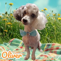 Oliver - Poodle