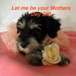 Crow-last pup till late fall - Black and silver female Miniature Schnauzer puppy in Granville, Ohio from Shull Mini Schnauzers