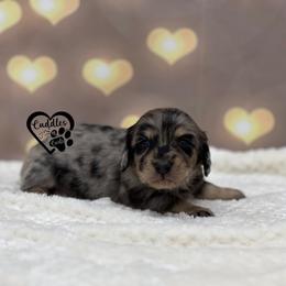 Milo - Dapple male Dachshund puppy in Nashville, Arkansas from Cuddles n Curls