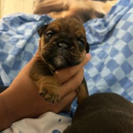 Girl 3 - Red and white female Bulldog puppy in Wolf Creek, Oregon from Dejah Bleu Bulldogs