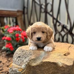 Legacy - Apricot female Goldendoodle puppy in Wharton, Texas from Little Fur Friends