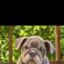 Ruby - Lilac tri-color female Bulldog puppy in Marysville, Washington from BulldogWA